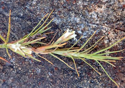 Dracophyllum ophioliticum, photographed by Peter de Lange