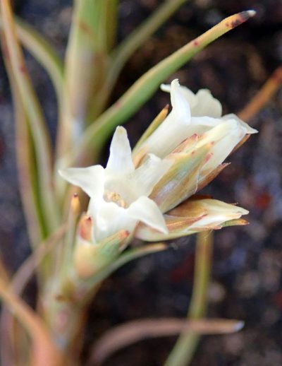 Dracophyllum ophioliticum, photographed by Peter de Lange