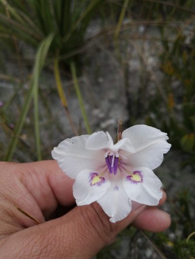 Gladiolus rudis, photographed by sharndreheuvel