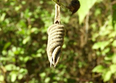 Helicteres baruensis, photographed by Francisco Farriols Sarabia