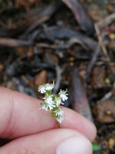 Holothrix mundii, photographed by sharndreheuvel