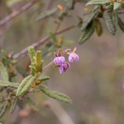 Thomasia petalocalyx, photographed by Kym Nicolson