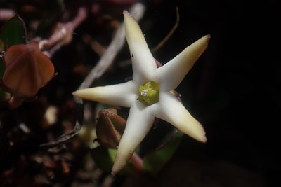 Ceropegia stellata, photographed by Jimmy Whatmore