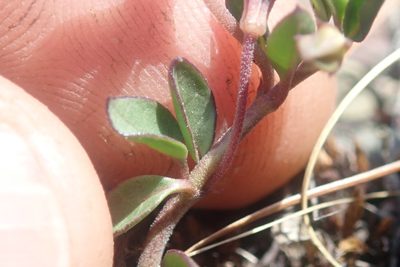 Ceropegia stellata, photographed by Jimmy Whatmore