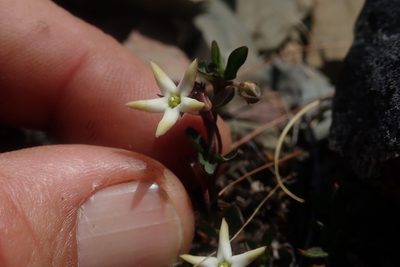 Ceropegia stellata, photographed by Jimmy Whatmore