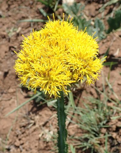 Berkheya umbellata, photographed by Peter Warren