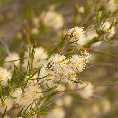 Melaleuca uncinata, photographed by Kym Nicolson