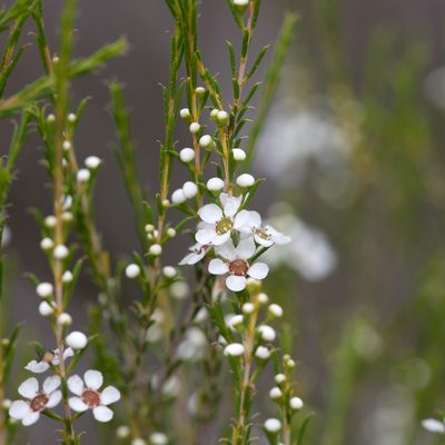 Hysterobaeckea behrii, photographed by Kym Nicolson