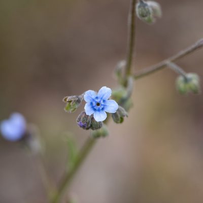 Cynoglossum australe, photographed by Kym Nicolson