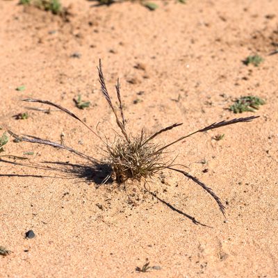 Tripogonella loliiformis, photographed by Kym Nicolson