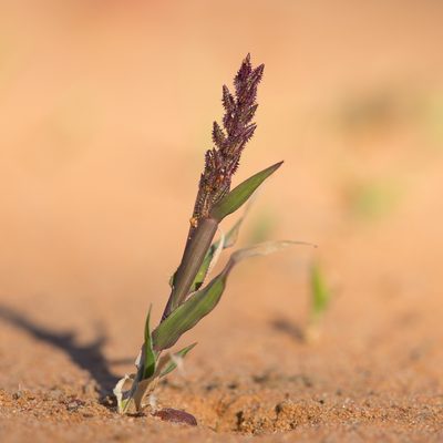 Tragus australianus, photographed by Kym Nicolson