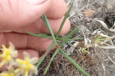 Asclepias aurea, photographed by Jimmy Whatmore
