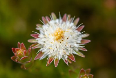 Diastella fraterna, photographed by magriet b