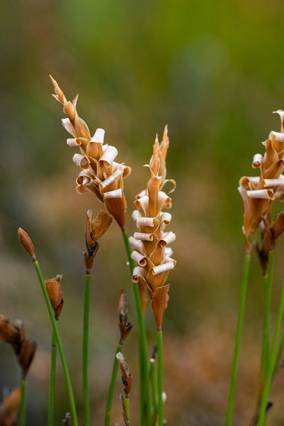 Elegia spathacea, photographed by magriet b