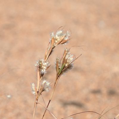Cymbopogon obtectus, photographed by Kym Nicolson