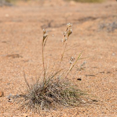 Cymbopogon obtectus, photographed by Kym Nicolson