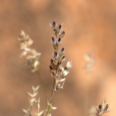 Eriachne mucronata, photographed by Kym Nicolson