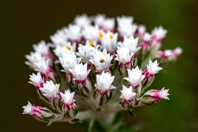Metalasia lichtensteinii, photographed by magriet b