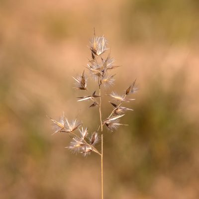 Eriachne aristidea, photographed by Kym Nicolson