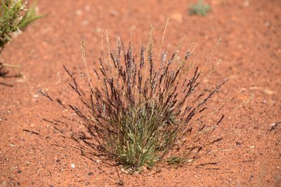 Eriachne pulchella, photographed by Kym Nicolson