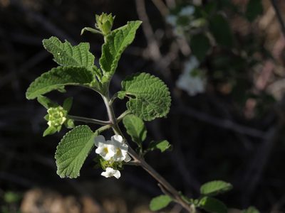 Lantana peduncularis, photographed by Jim Morefield