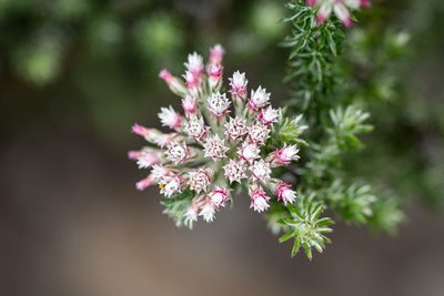 Metalasia lichtensteinii, photographed by magriet b