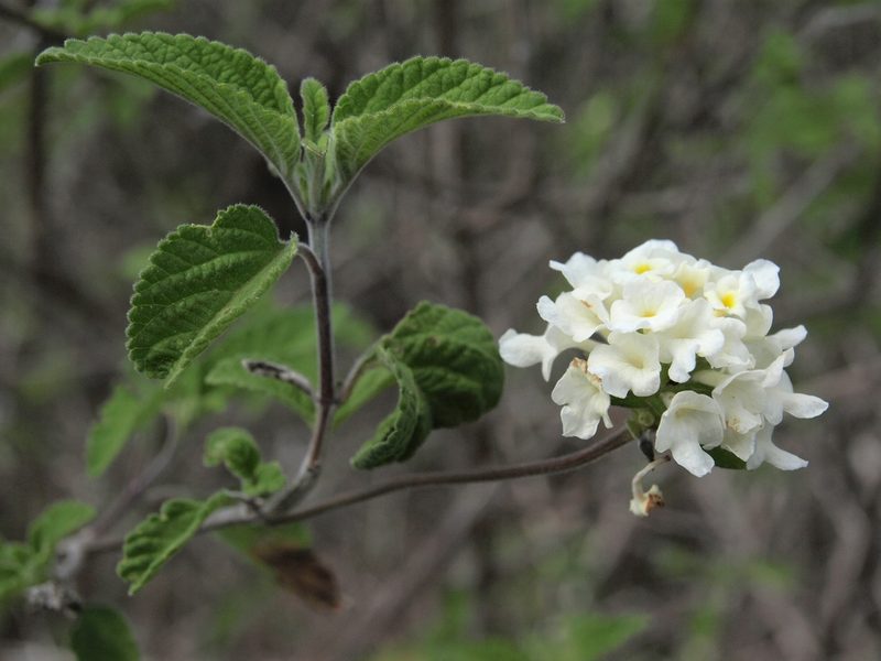 Lantana peduncularis, photographed by Jim Morefield