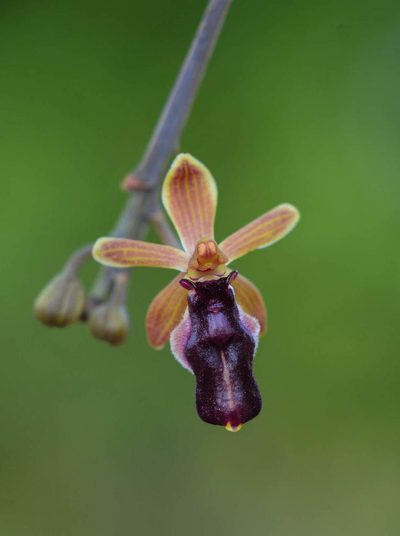 Cottonia peduncularis, photographed by S.MORE