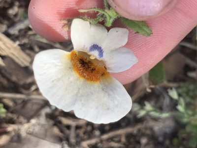 Nemesia strumosa, photographed by Matthew Fainman