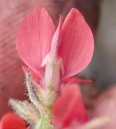 Indigofera alpina, photographed by Nicola van Berkel