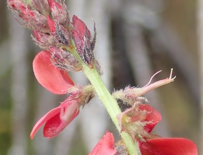 Indigofera alpina, photographed by Nicola van Berkel