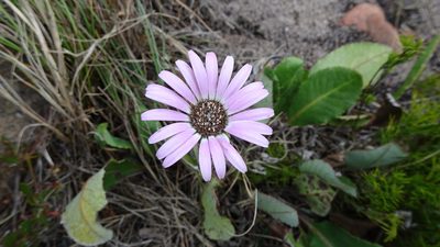 Gerbera crocea, photographed by Paul Emms