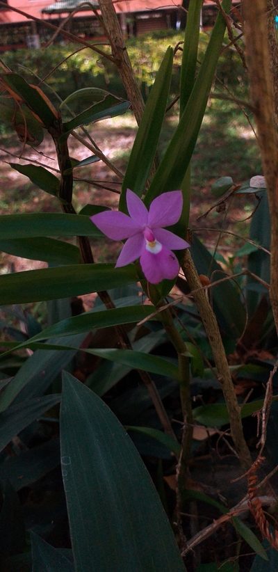 Dimerandra emarginata, photographed by Danna Lizeth Guevara Prieto