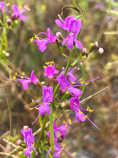 Dicerandra linearifolia, photographed by Dwight Kingsbury
