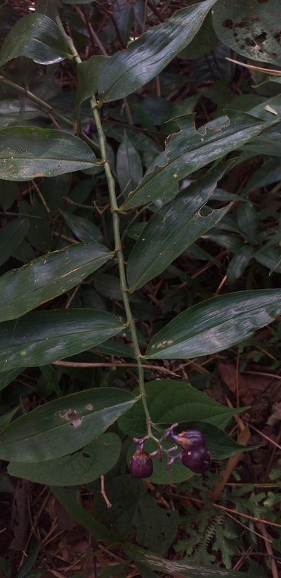 Dichorisandra hexandra, photographed by Danna Lizeth Guevara Prieto
