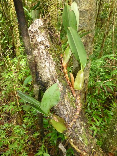 Bulbophyllum coriophorum, photographed by Sheelagh Halsey