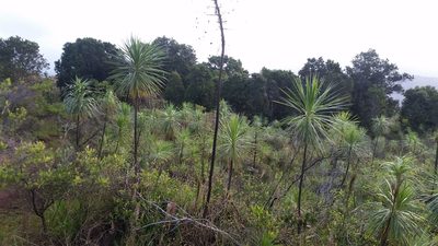 Wilkesia gymnoxiphium, photographed by cwarneke