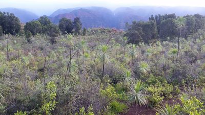 Wilkesia gymnoxiphium, photographed by cwarneke