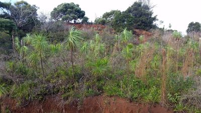 Wilkesia gymnoxiphium, photographed by cwarneke