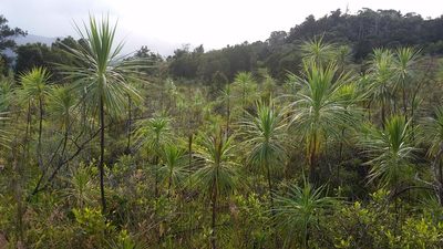 Wilkesia gymnoxiphium, photographed by cwarneke