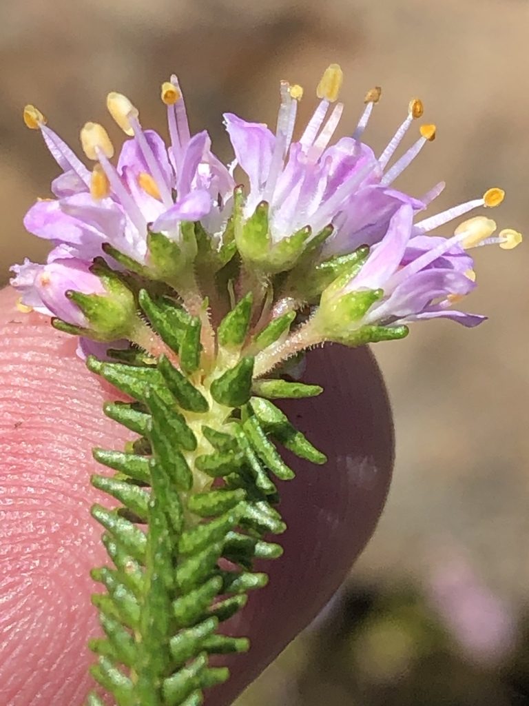 Agathosma juniperifolia, photographed by Dave U