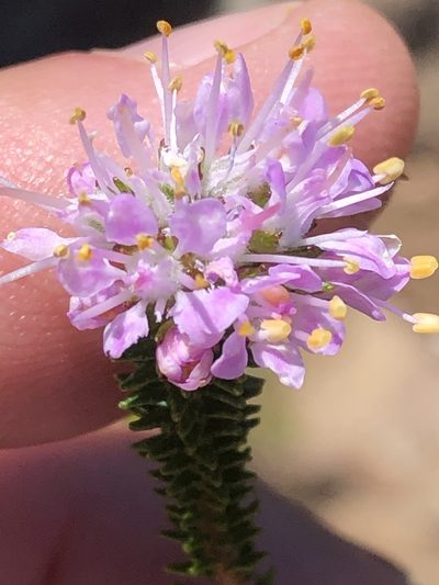Agathosma juniperifolia, photographed by Dave U
