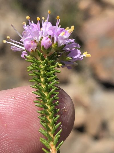 Agathosma juniperifolia, photographed by Dave U