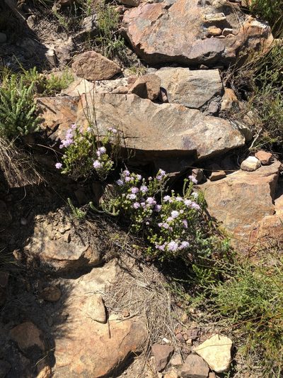 Agathosma juniperifolia, photographed by Dave U