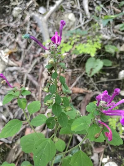 Scutellaria seleriana, photographed by Juan Carlos Pérez Magaña