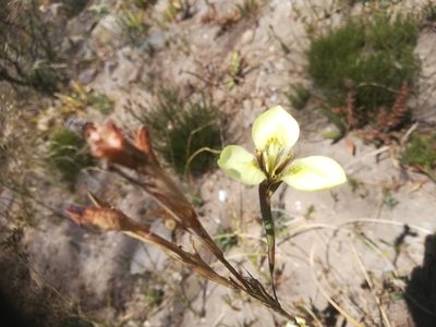 Moraea bellendenii, photographed by flamelily
