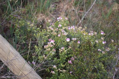 Ammodendron bifolium, photographed by Tony Rebelo
