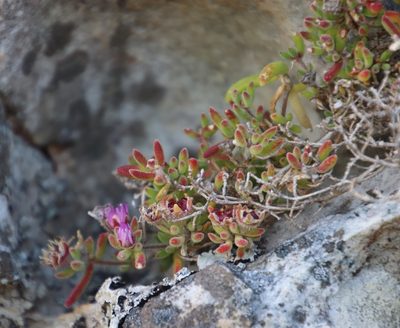 Drosanthemum pallens, photographed by Tony Rebelo