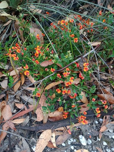 Podolobium procumbens, photographed by Nina Kerr