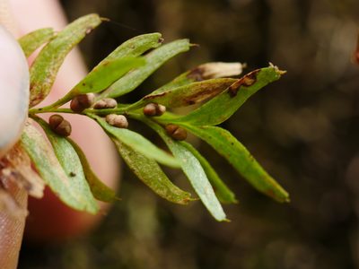 Tmesipteris sigmatifolia, photographed by Bruce Calvert